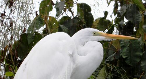 Fotografia de TATHAN NOVOA - Galeria Fotografica: FAUNA - Foto: 