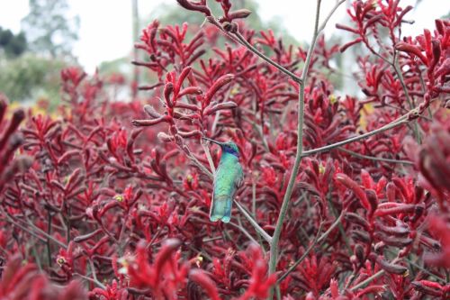 Fotografia de TATHAN NOVOA - Galeria Fotografica: FAUNA - Foto: 