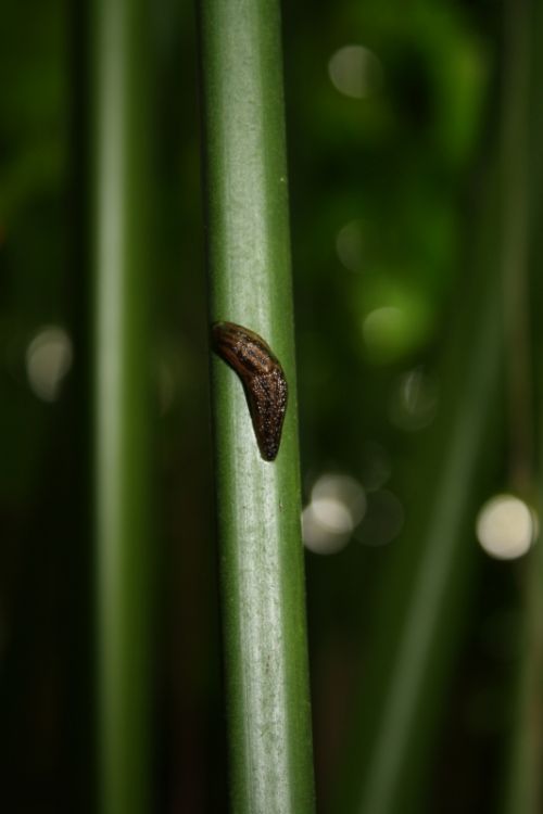 Fotografia de TATHAN NOVOA - Galeria Fotografica: FAUNA - Foto: 