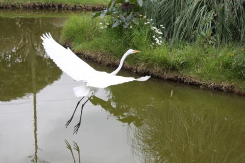 Fotografia de TATHAN NOVOA - Galeria Fotografica: FAUNA - Foto: 