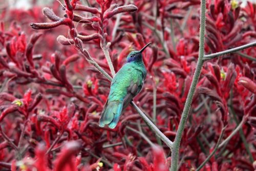 Fotografia de TATHAN NOVOA - Galeria Fotografica: FAUNA - Foto: 