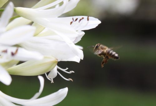 Fotografia de TATHAN NOVOA - Galeria Fotografica: FAUNA - Foto: 