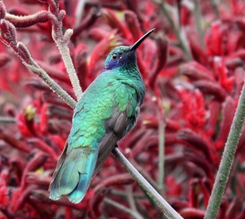 Fotografia de TATHAN NOVOA - Galeria Fotografica: FAUNA - Foto: 