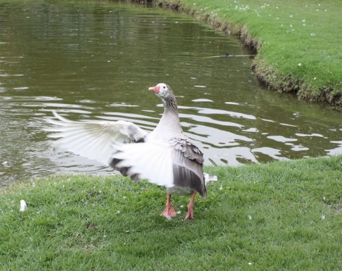 Fotografia de TATHAN NOVOA - Galeria Fotografica: FAUNA - Foto: 