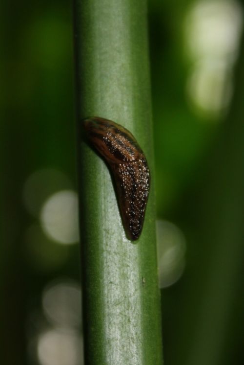 Fotografia de TATHAN NOVOA - Galeria Fotografica: FAUNA - Foto: 