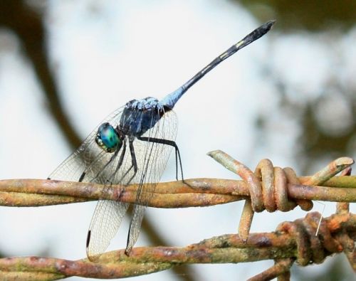 Fotografia de TATHAN NOVOA - Galeria Fotografica: FAUNA - Foto: 