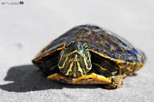 Fotografia de Studio 26 - Galeria Fotografica: Fotografas - Foto: 