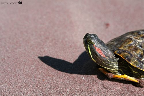 Fotografia de Studio 26 - Galeria Fotografica: Fotografas - Foto: 