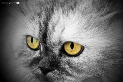 Fotografia de Studio 26 - Galeria Fotografica: Fotografas - Foto: 