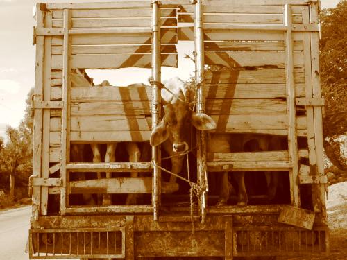 Fotografia de Sin Nombre - Galeria Fotografica: mi lindo mexico - Foto: de paseo