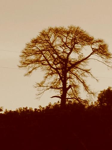 Fotografia de Sin Nombre - Galeria Fotografica: mi lindo mexico - Foto: arbol de la vida