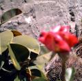Fotos de Laura DGN -  Foto: Paisajes de mi tierra - Rosa canaria