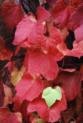 Fotografia de El GATO foto y video - Galeria Fotografica: EVENTOS - Foto: OTO�O