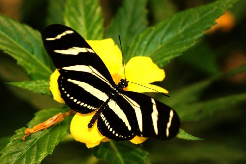 Fotografia de zecoutinho - Galeria Fotografica: mariposas - Foto: 