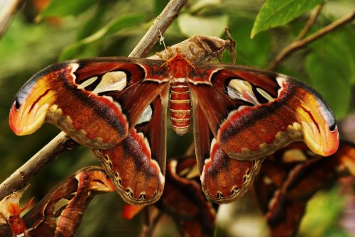Fotografia de zecoutinho - Galeria Fotografica: mariposas - Foto: 