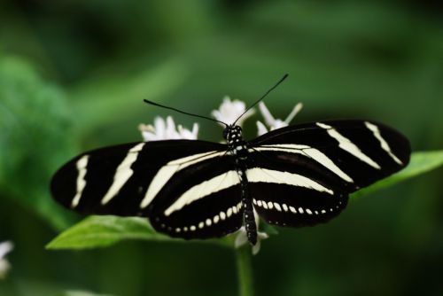 Fotografia de zecoutinho - Galeria Fotografica: mariposas - Foto: 