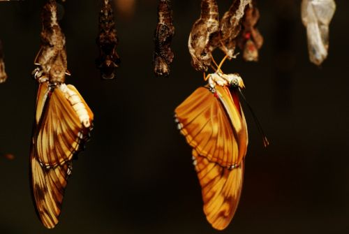 Fotografia de zecoutinho - Galeria Fotografica: mariposas - Foto: 