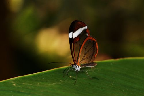 Fotografia de zecoutinho - Galeria Fotografica: mariposas - Foto: 