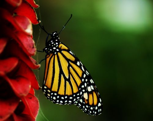 Fotografia de zecoutinho - Galeria Fotografica: mariposas - Foto: 