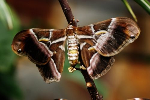 Fotografia de zecoutinho - Galeria Fotografica: mariposas - Foto: 