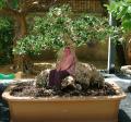 Fotos de J.O -  Foto: Chroma  green - bonsai
