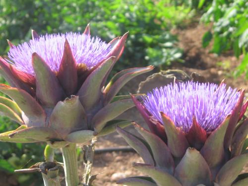 Fotografia de cerrando etapas - Galeria Fotografica: Rareza en m Jardn - Foto: 