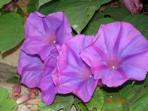 Fotografia de cerrando etapas - Galeria Fotografica: Rareza en m Jardn - Foto: 