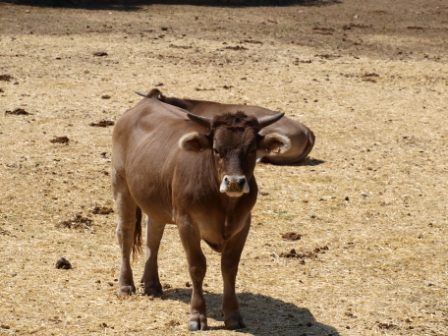 Fotografia de Jos�  - Galeria Fotografica: Puentes Viejas - Foto: 