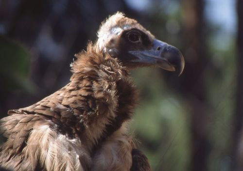 Fotografia de Jordi Mateu - Galeria Fotografica: Buitres - Foto: Buitre 2