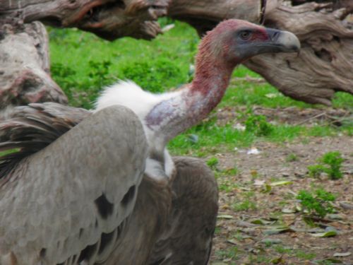 Fotografia de Jordi Mateu - Galeria Fotografica: Buitres - Foto: Buitre 7