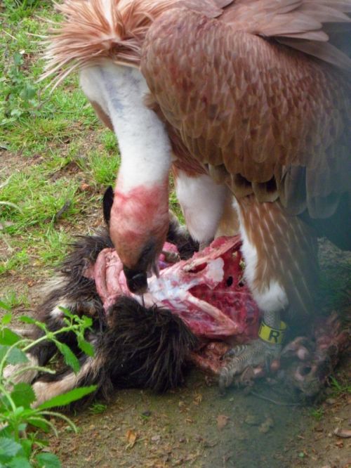 Fotografia de Jordi Mateu - Galeria Fotografica: Buitres - Foto: Buitre 8