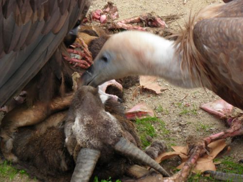 Fotografia de Jordi Mateu - Galeria Fotografica: Buitres - Foto: Buitre 9