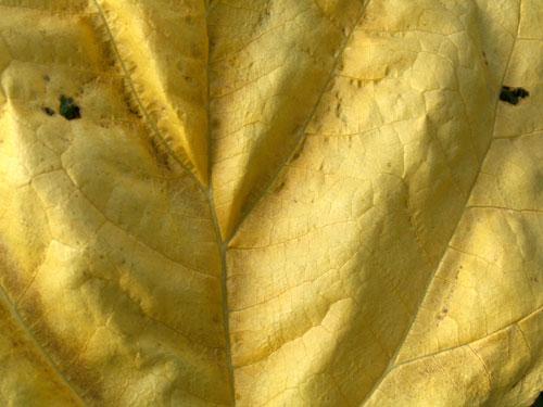 Fotografia de Oscar Lastera Sanchez - Galeria Fotografica: Un Vistazo - Foto: Llega el otoo