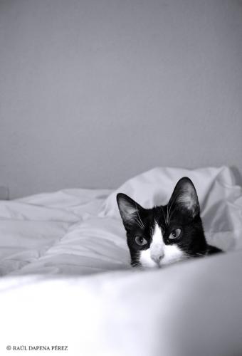 Fotografia de Dapena - Galeria Fotografica: mango gatuki - Foto: 1/4