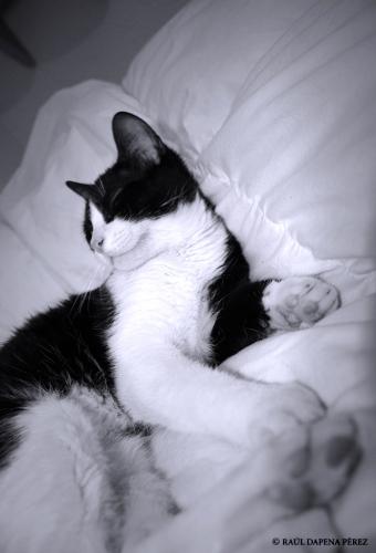 Fotografia de Dapena - Galeria Fotografica: mango gatuki - Foto: 2/4