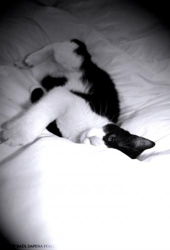 Fotografia de Dapena - Galeria Fotografica: mango gatuki - Foto: 3/4