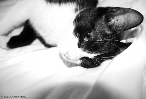 Fotografia de Dapena - Galeria Fotografica: mango gatuki - Foto: 4/4