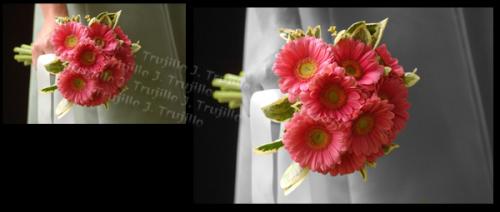 Fotografia de J.Trujillo - Galeria Fotografica: Restauracin fotografa y retoque digital - Foto: Ramo