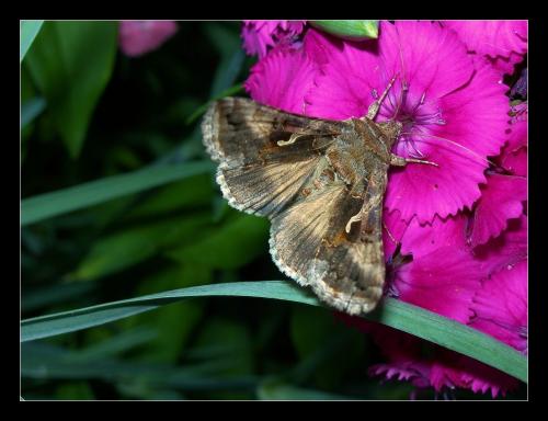 Fotografia de Raul - Galeria Fotografica: Naturaleza Interior - Foto: el nectar de la vida