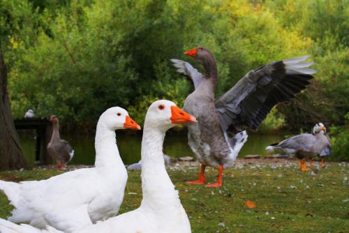 Fotografia de Roberto Vega - Galeria Fotografica: El Bierzo  2. - Foto: 