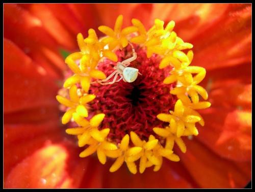 Fotografia de Raul - Galeria Fotografica: Naturaleza Interior - Foto: la humildad