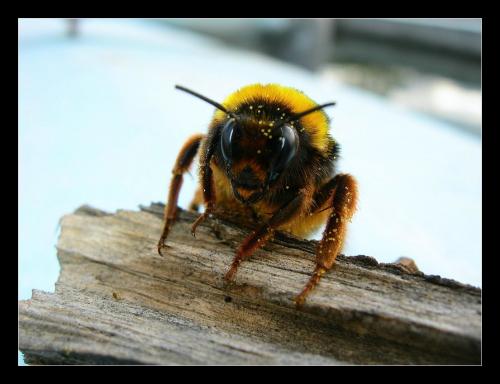 Fotografia de Raul - Galeria Fotografica: Naturaleza Interior - Foto: la busqueda