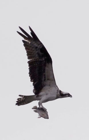 Fotografia de ANGEL MONTERO - Galeria Fotografica: TESORO - Foto: 