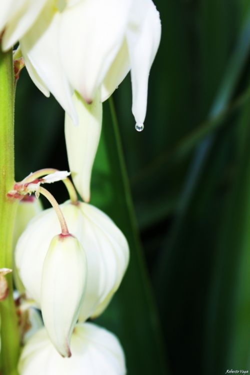 Fotografia de Roberto Vega - Galeria Fotografica: El Bierzo  2. - Foto: Agua.