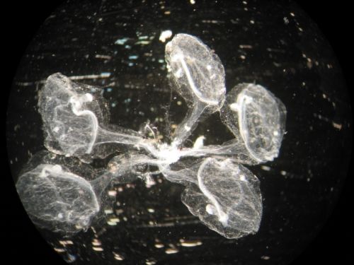 Fotografia de Galexroc - Galeria Fotografica: salpas - Foto: Cyclosapa polae