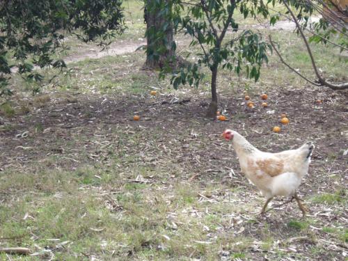 Fotografia de Ignacio Moulia - Galeria Fotografica: Iniciacin - Foto: Una gallina