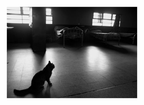 Fotografia de AGUSTIN THOMPSON - Galeria Fotografica: RE TRATO DE VIVIR - Foto: 