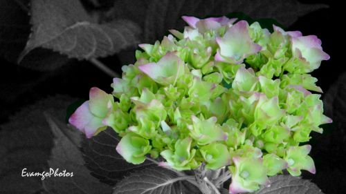 Fotografia de EvamgoPhotos - Galeria Fotografica: Flores y plantas - Foto: La flor del Camino