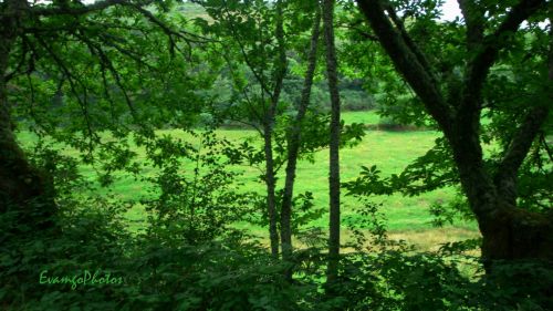 Fotografia de EvamgoPhotos - Galeria Fotografica: Flores y plantas - Foto: Un mundo  de color verde