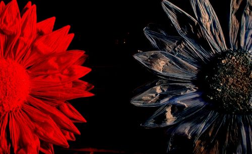 Fotografia de JUANSAN - Galeria Fotografica: ojeando el mundo - Foto: DIFERENCIAS